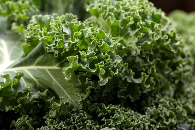 What is Kale?